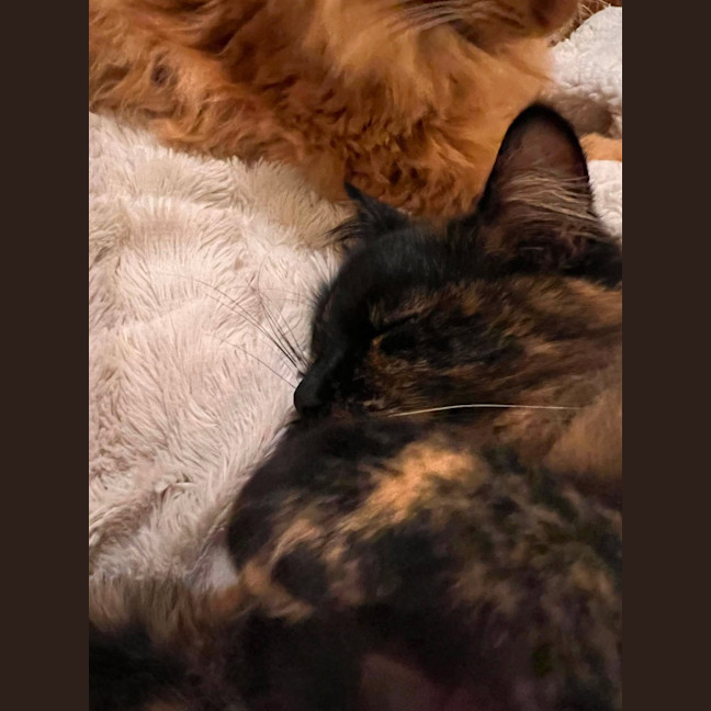 Photo of Phoebe