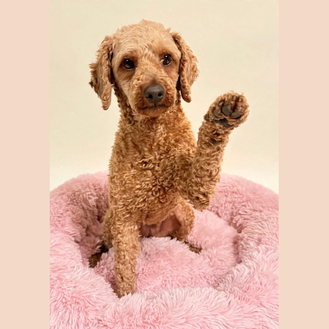 Photo of Phoebe