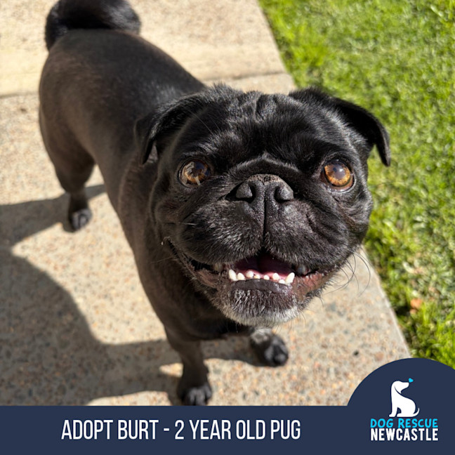 Photo of Burt   2 Year Old Pug