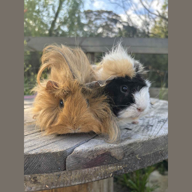 Photo of Peanut And Mochi