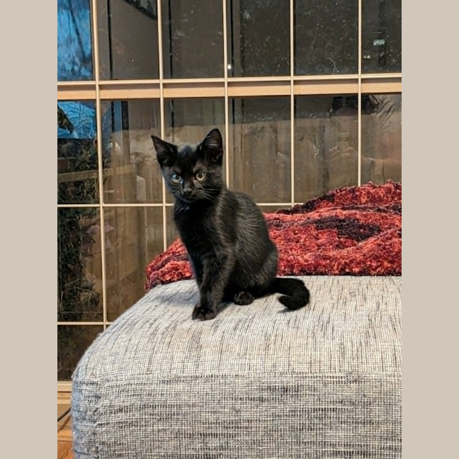 Photo of Smudge