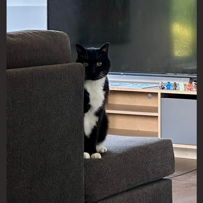 Photo of Socks 