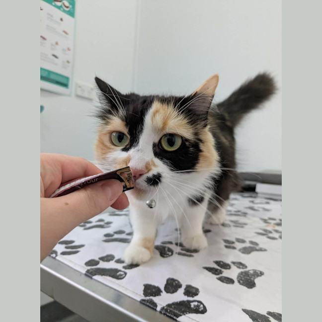 Photo of Cali 