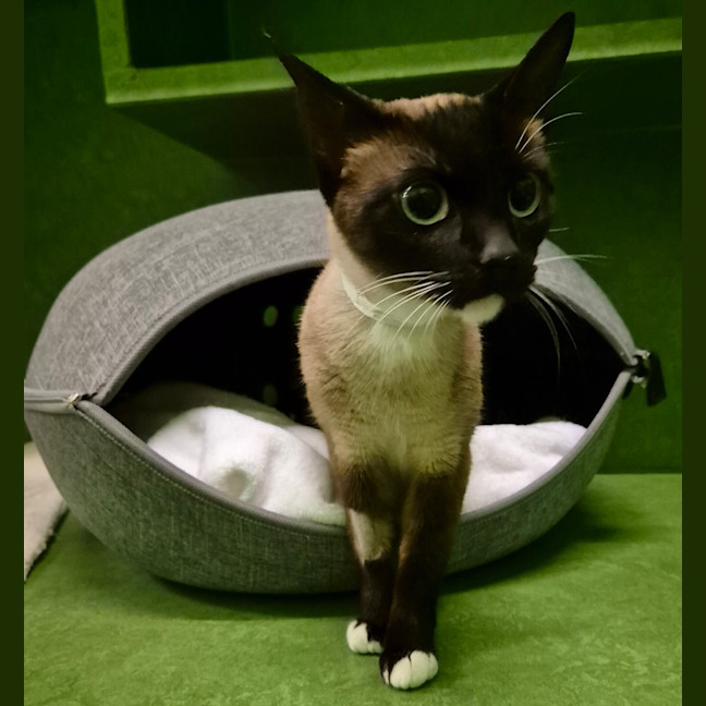 Photo of Zelda