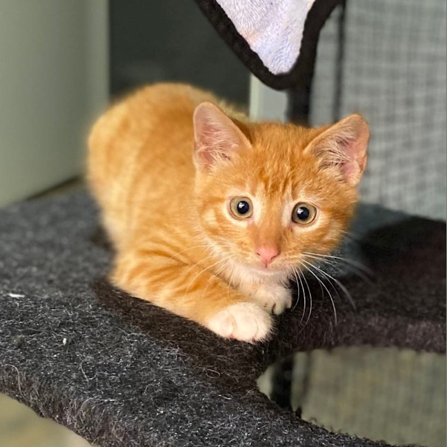 Photo of Peach