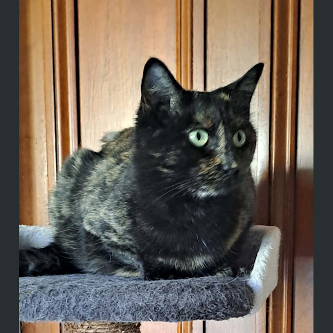 Photo of Tessa