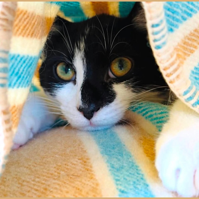 Photo of Mowgli   In Foster Care In Northcote