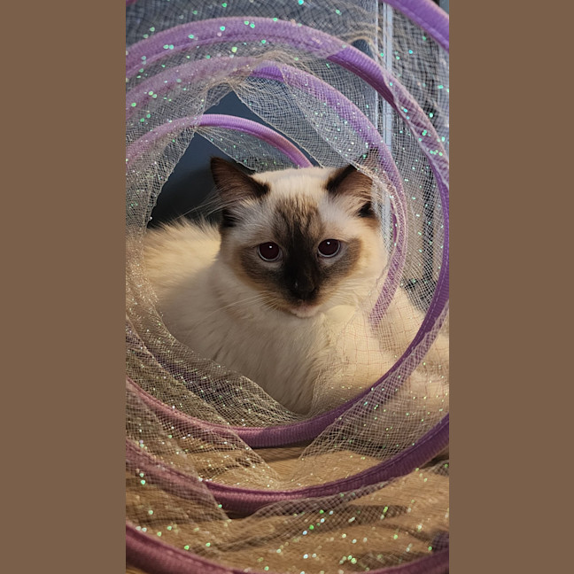Photo of Zorro