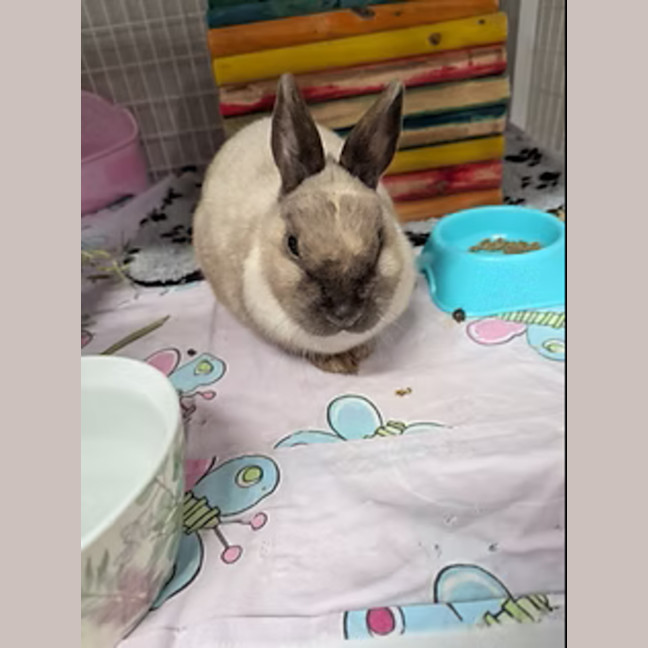Photo of Misty