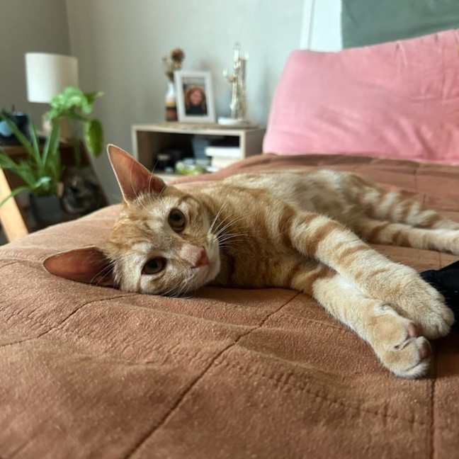 Photo of Merlin