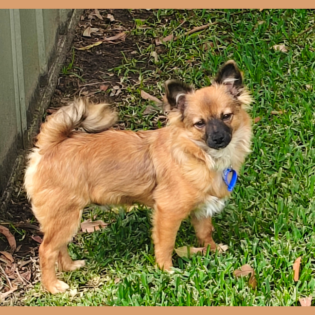 Photo of Jimmy   4 Month Old Pomeranian X