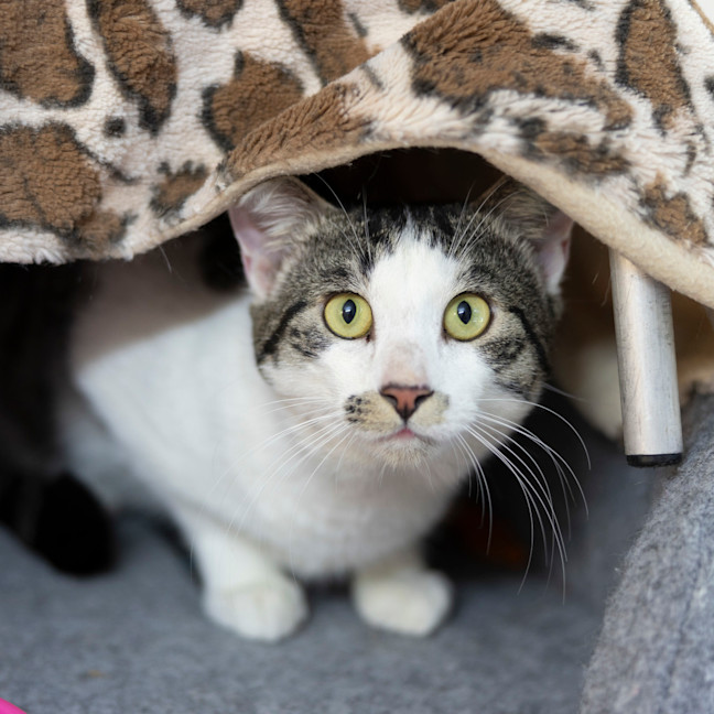 Photo of Little Bear