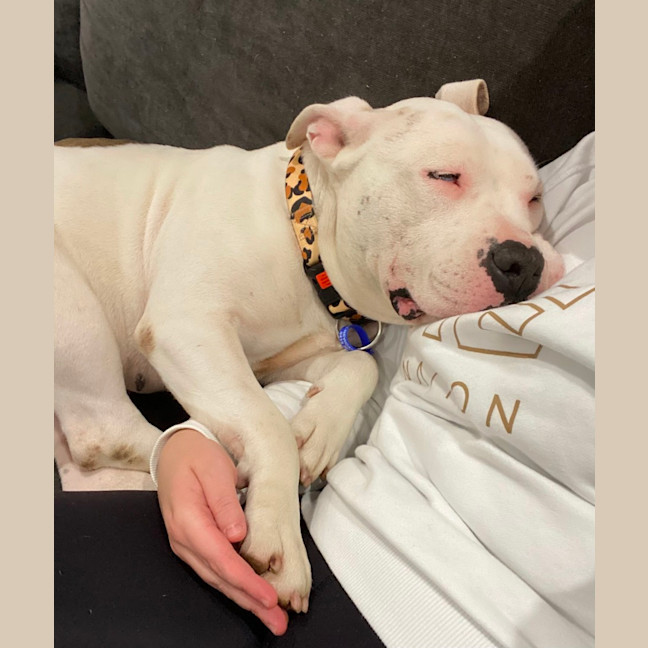 Photo of Lola   2 Year Old Staffy 