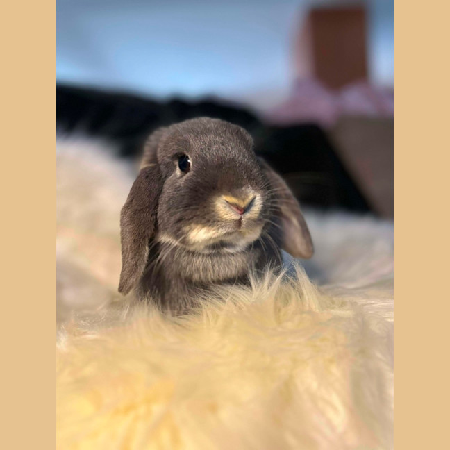 Photo of Lacy