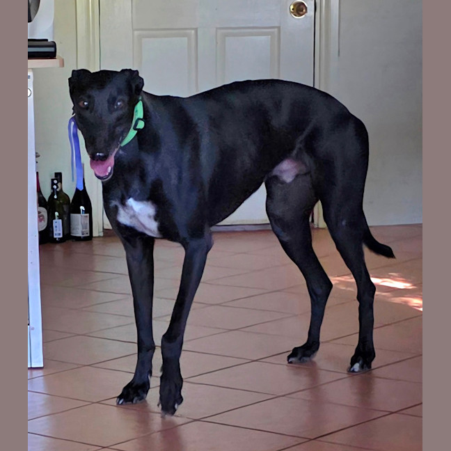 Photo of Sherlock