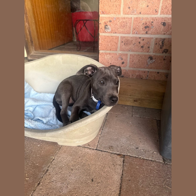 Photo of Lulu   14 Week Old Cattle Dog X Staffy