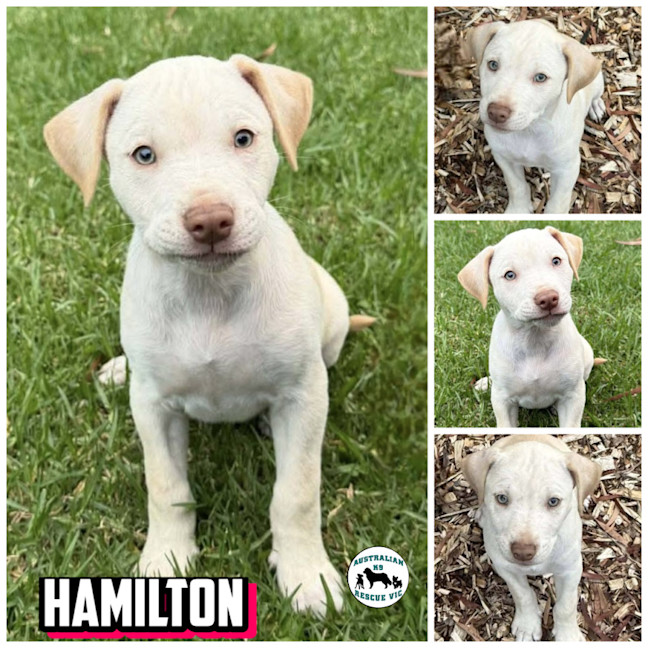 Photo of Hamilton 