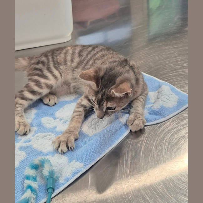 Photo of Rain (8959)