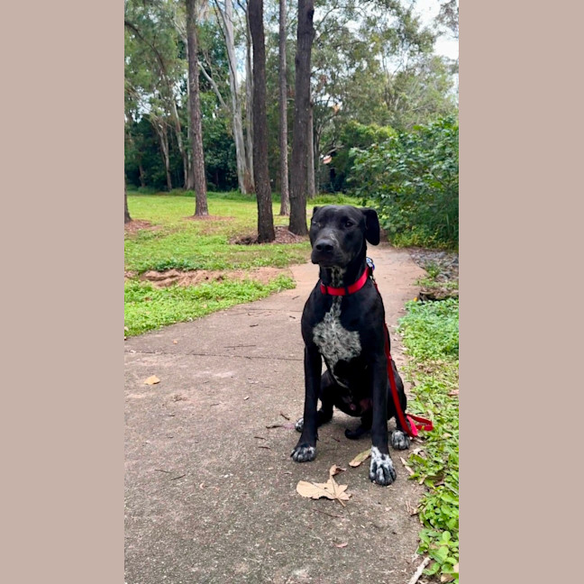 Photo of Pirate *$350 Adoption Fee*