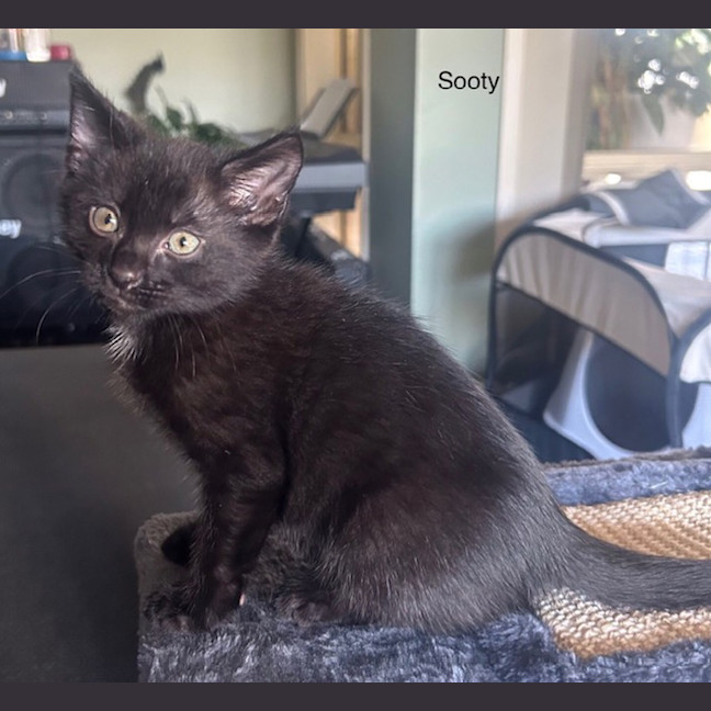 Photo of Sooty