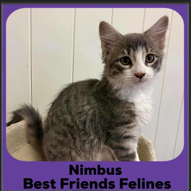 Photo of Nimbus
