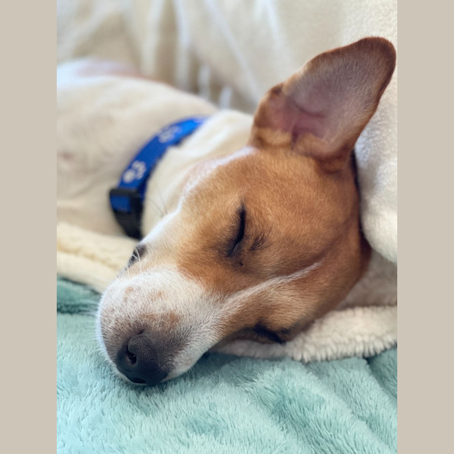 Photo of Dale   18 Month Old Jack Russell 