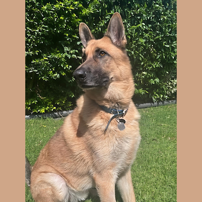 Photo of Shadow   5 Year Old German Shepherd