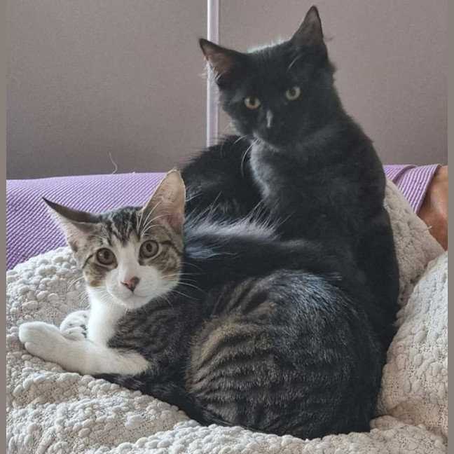 Photo of Mambo & Bolero   In Foster Care In Coburg