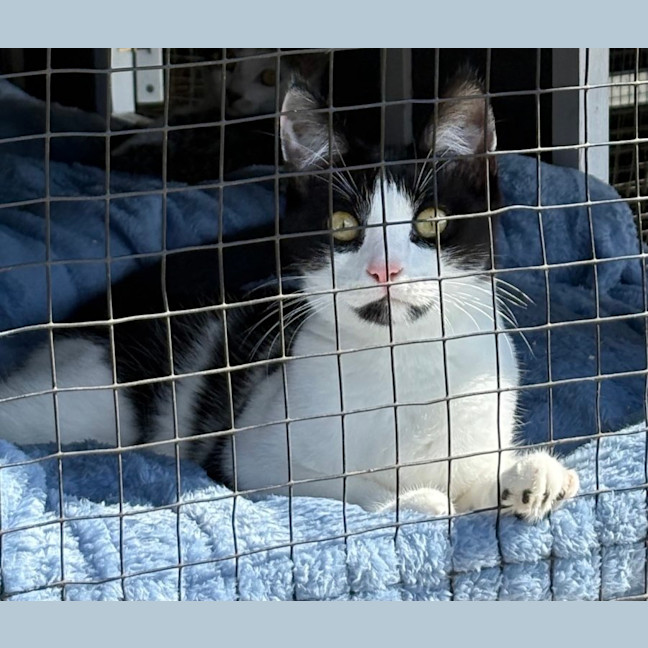 Photo of Snowball