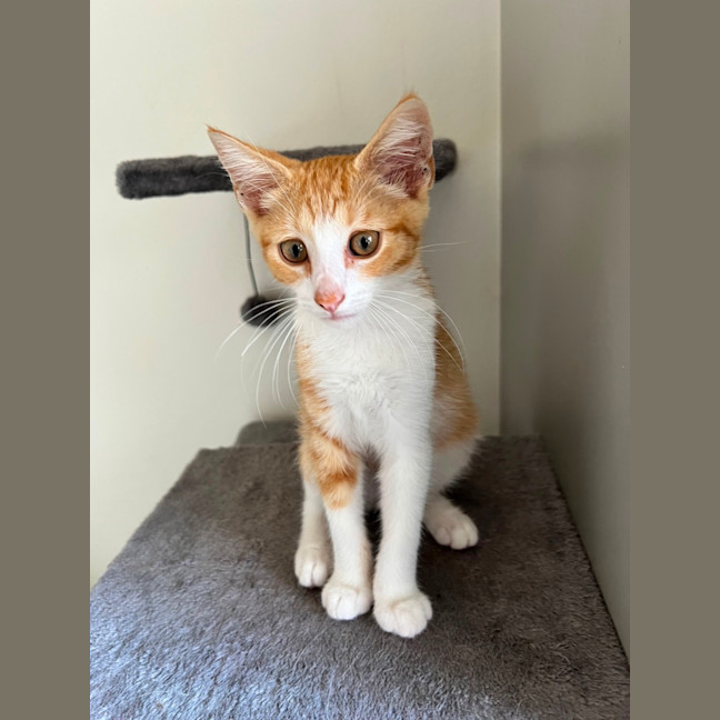 Photo of Simba