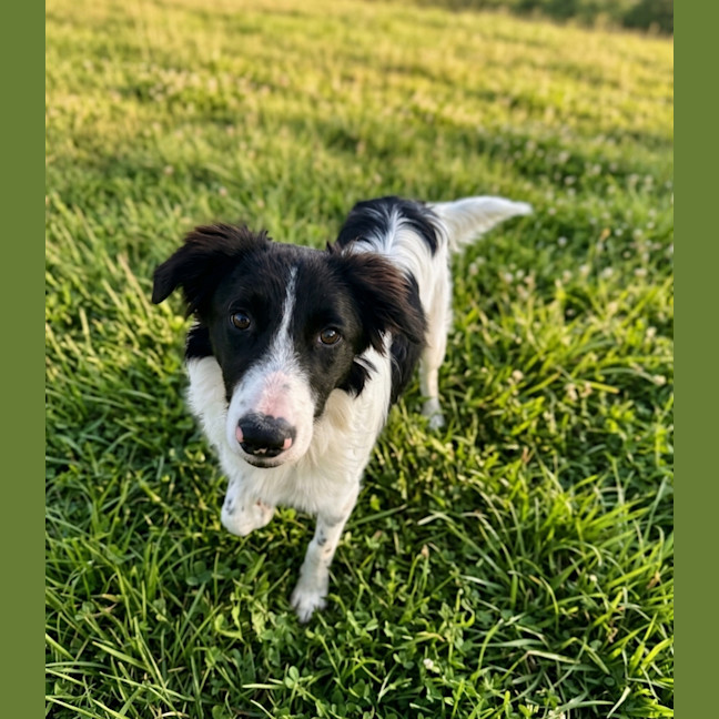 Photo of Hudson