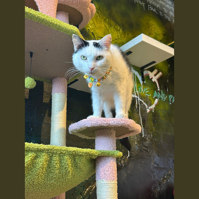 Photo of Galaxy Annihilator