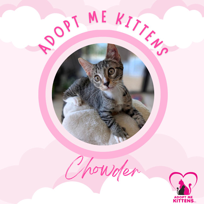 Photo of Chowder