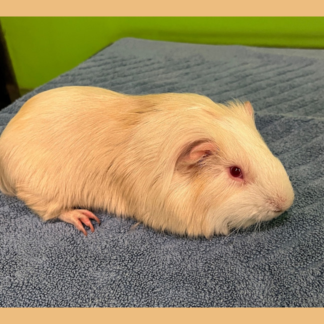 Photo of Coconut