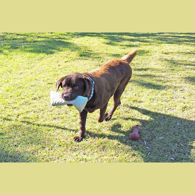 Photo of Coco