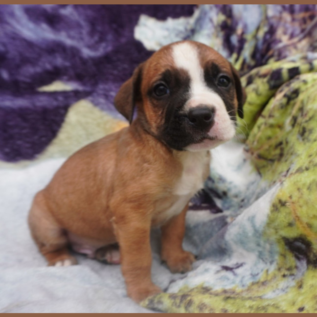 Photo of Bandit