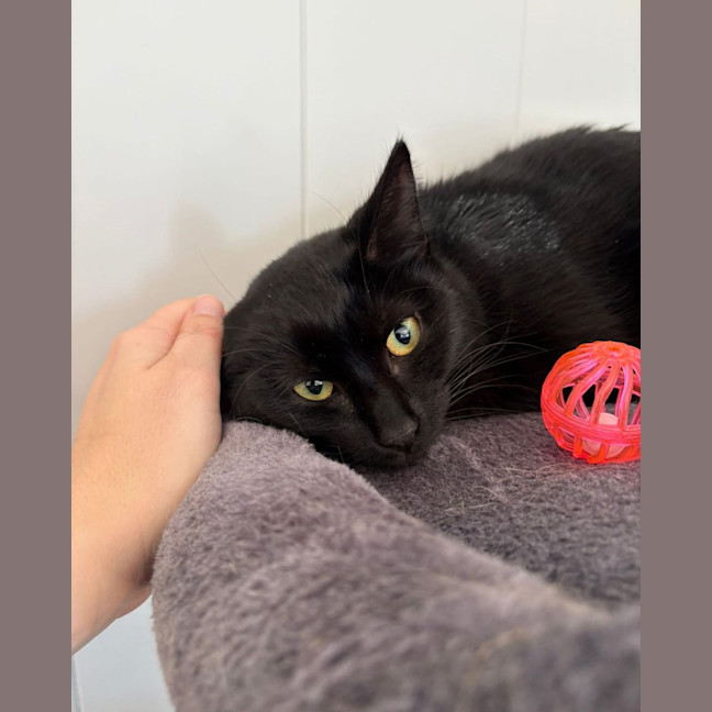 Photo of Black Betty