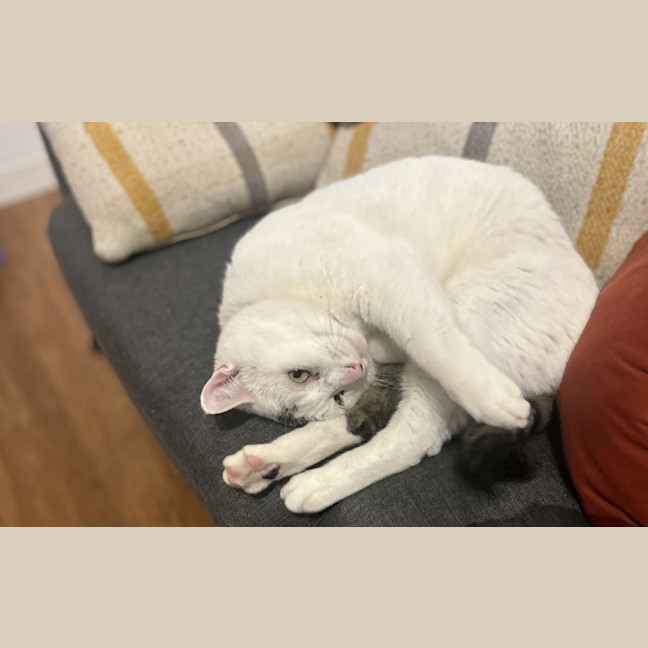 Photo of Squish