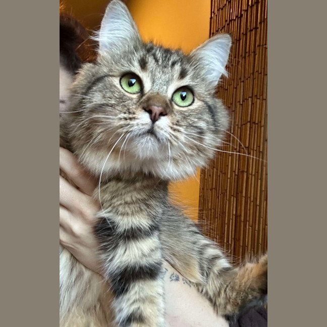 Photo of Penelope & Marshmellow 