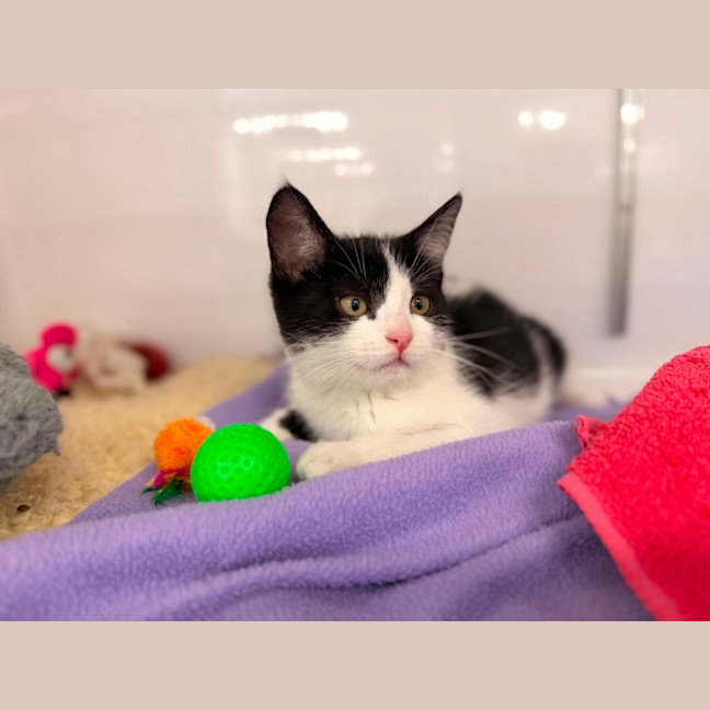 Photo of Oreo