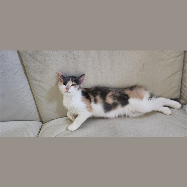 Photo of Lyra