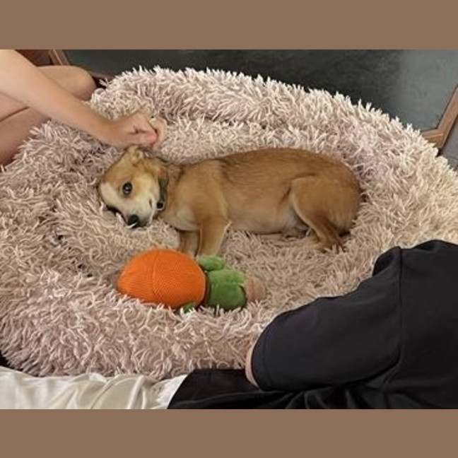 Photo of Buddy