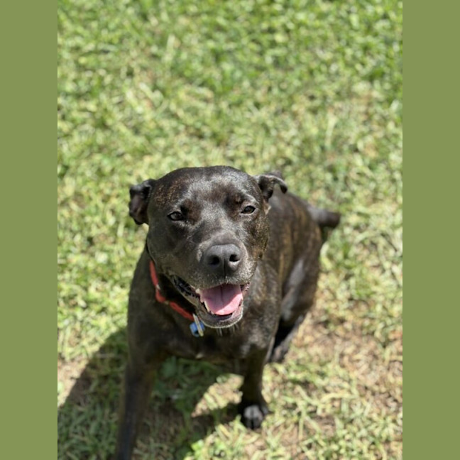 Photo of Koda
