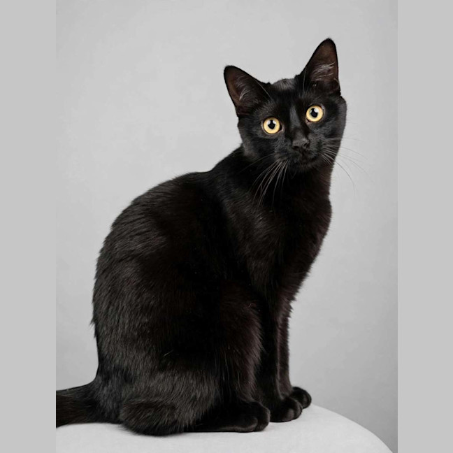 Photo of Kahlua 