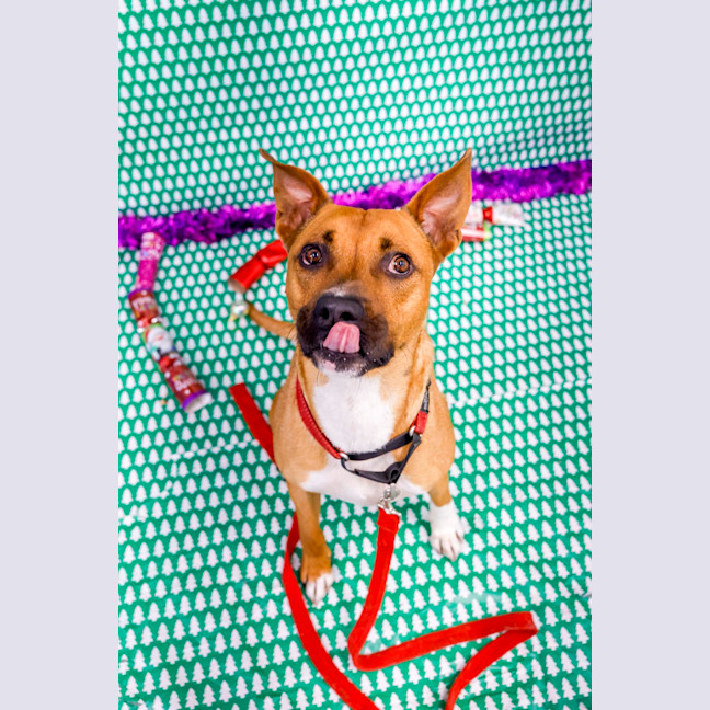 Photo of Ryder