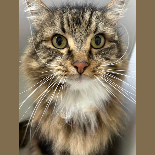 Photo of 💥 Simon 5510 💥