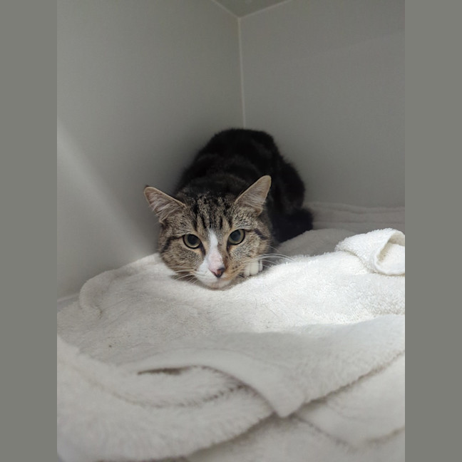 Photo of Remy