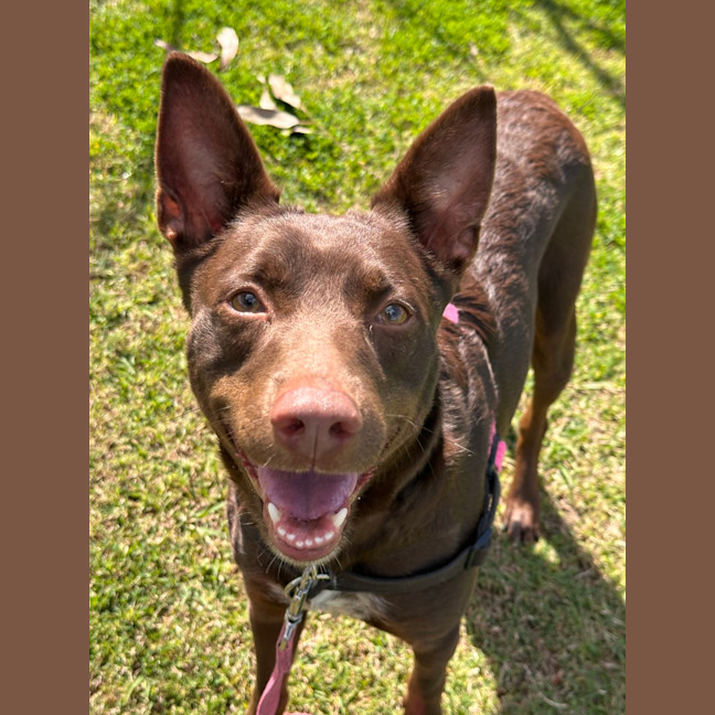 Photo of Trixie