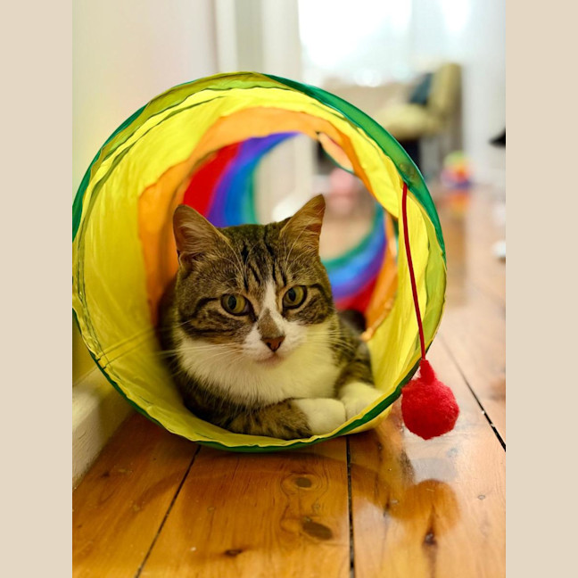 Photo of Maple