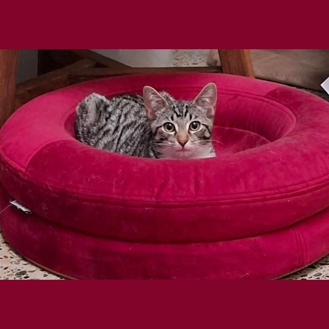 Photo of Valentino